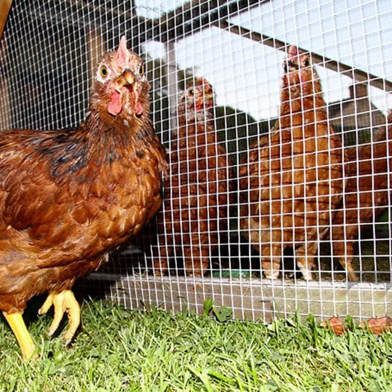 Plastic Coated Metal Mesh for Enhanced Durability and Versatility in Various Applications