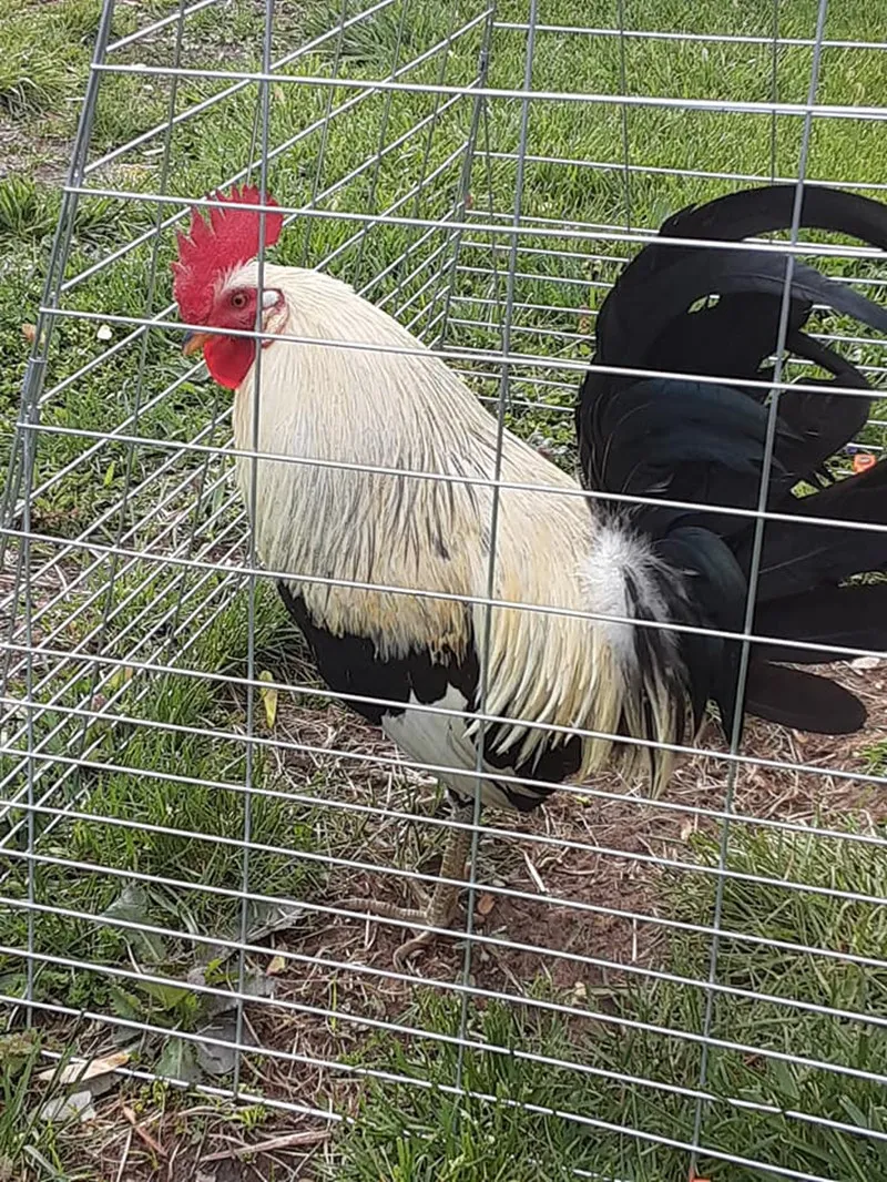 wire mesh fencing manufacturers