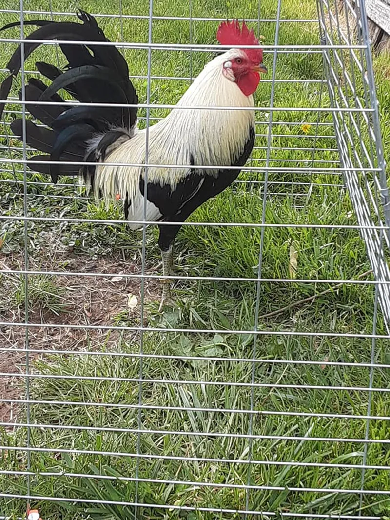 wire mesh security fence