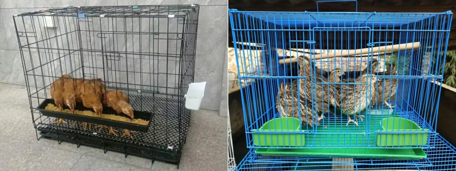 wireless cattle fence