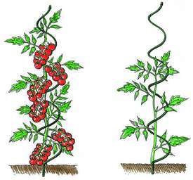 Spiral Plant Stick: Sturdy Support for Tomatoes & Climbing Plants
