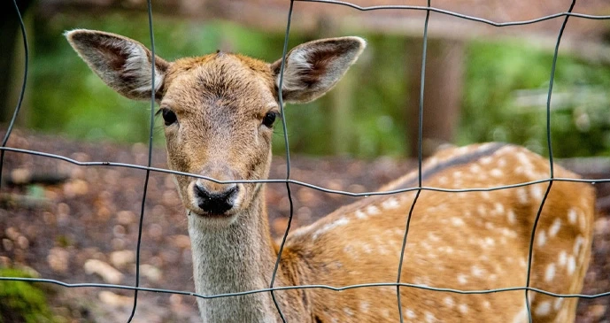 portable chicken fencing exporter