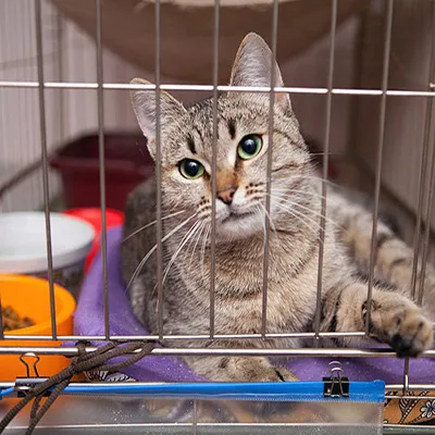 Durable 4 x 8 Wire Mesh Panels for Versatile Applications and Enhanced Performance