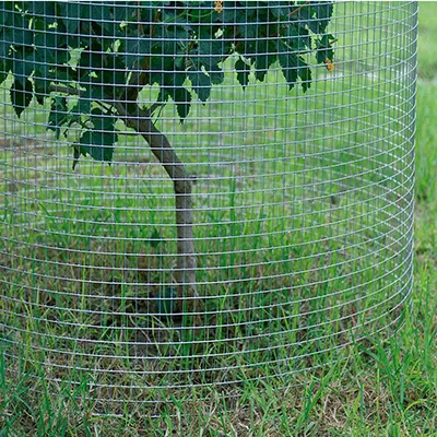 Welded Wire Mesh