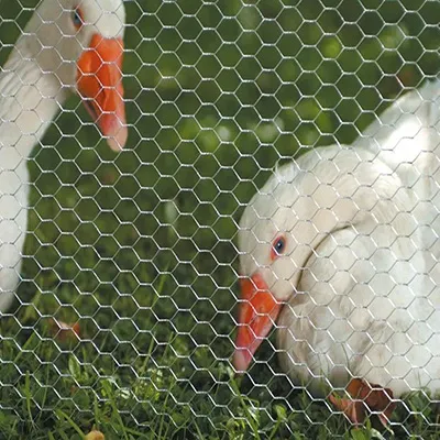 Galvanized/PVC Coated Hexagonal Wire Mesh