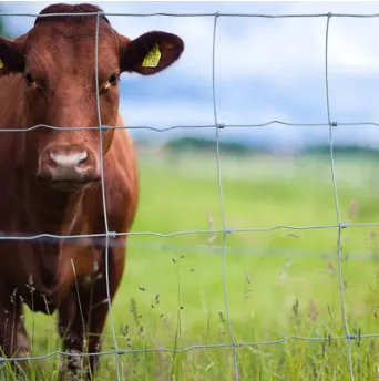 Reliable and Affordable Wire Fencing Solutions