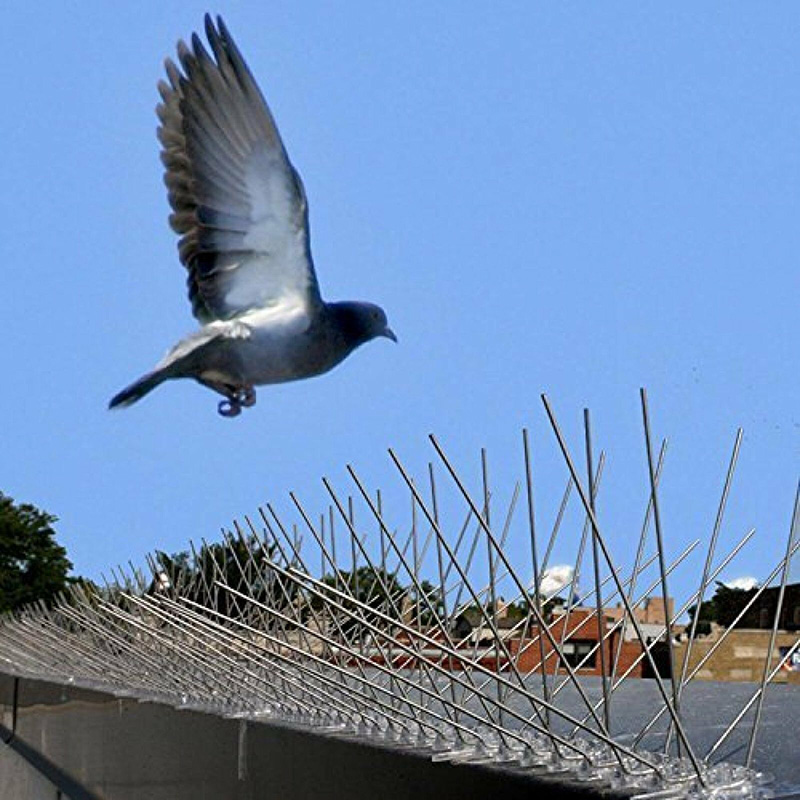 Anti Bird Spikes Exporter | Durable, Humane Bird Control Solutions