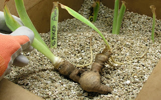 stone base wall material