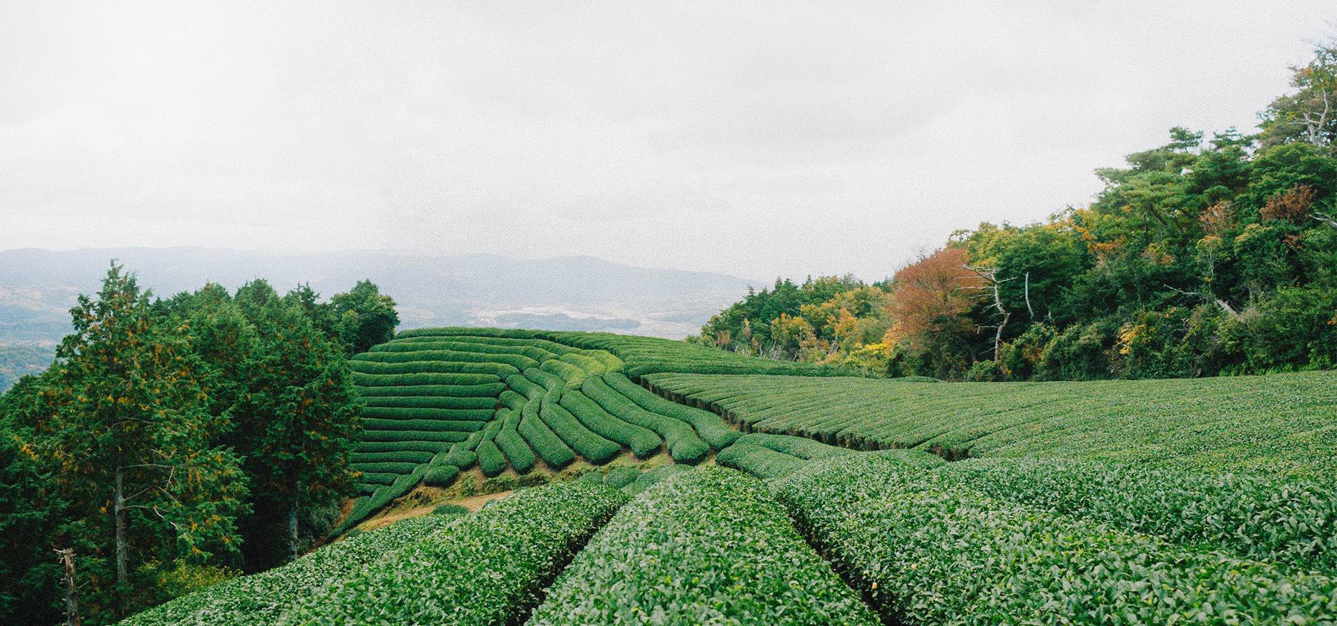 Welcome to the natural world of dried fruit.
