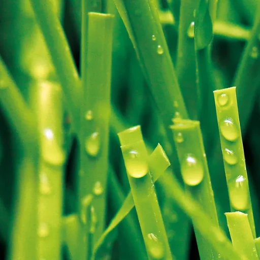 What is the Cost Difference Between Coloured artificial grass and Other Natural Lawns