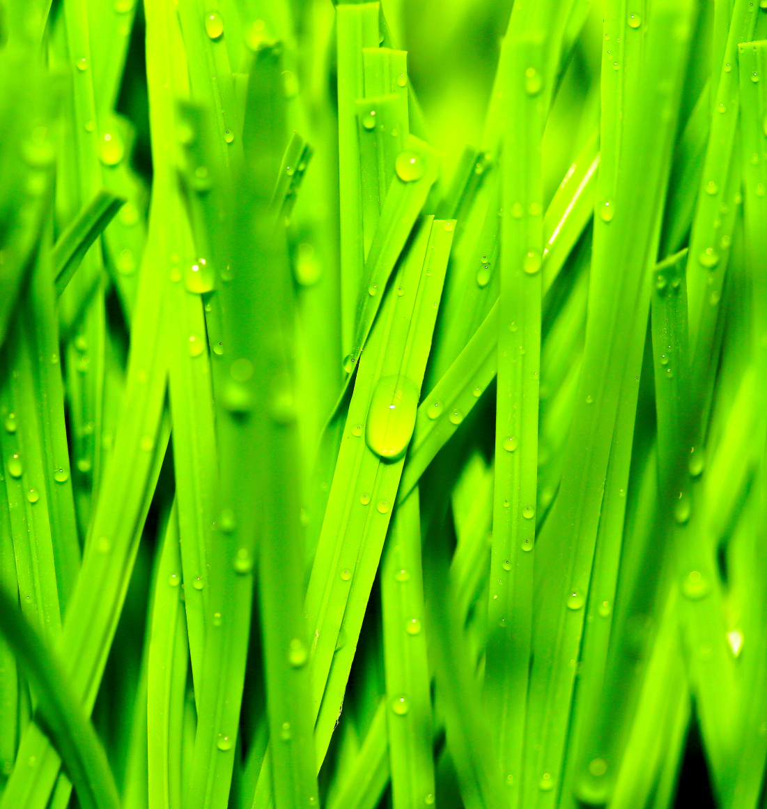 Multi-Purpose Synthetic Grass, MT-Peace