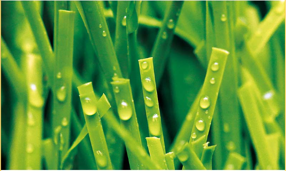 Exploring the Variety: Different Types of Artificial Grass