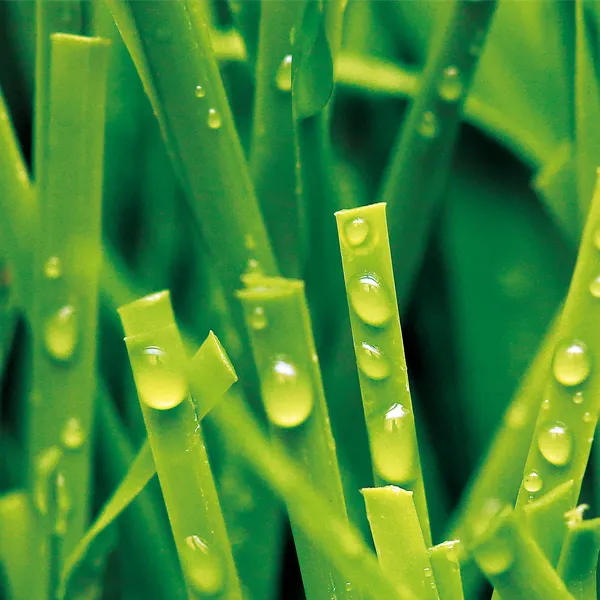 Artificial Grass for Football, MT-Peace