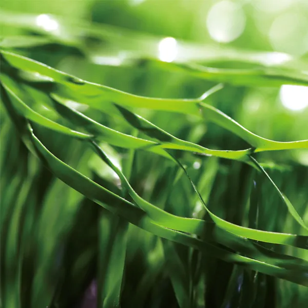 Gateball Artificial Grass