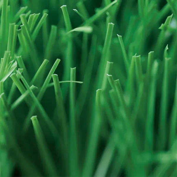 Residential Artificial Grass, MT-Venus