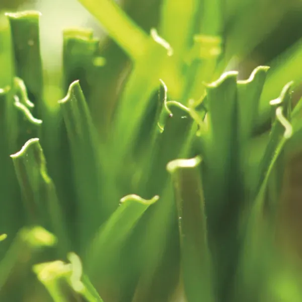 Sports Synthetic Grass on Golf Courses and Driving Ranges