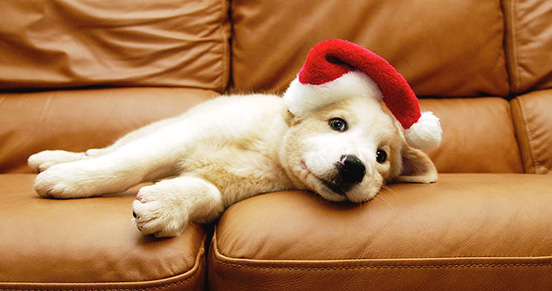 duftleverandør af kattekuld