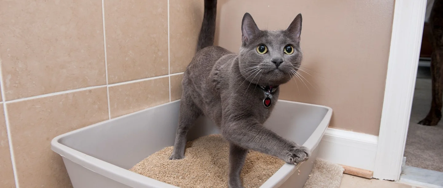 Exploring the Unique Bond Between Cats and Sand in Their Playful Activities