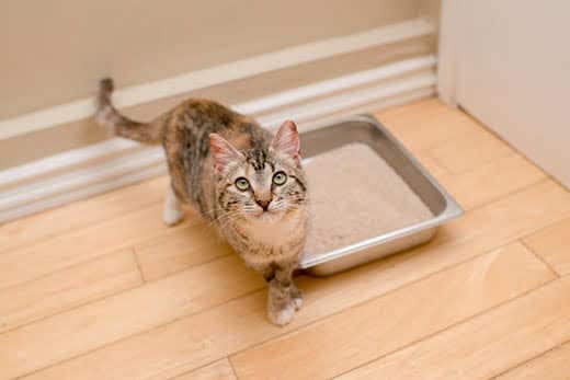 Eco-friendly Tofu Pellet Cat Litter for a Cleaner and Greener Home Environment