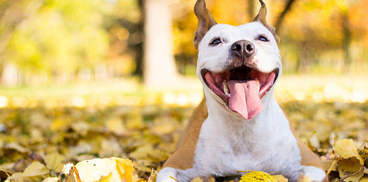 Trendy and Stylish Dog Apparel for Your Beloved Pets in China