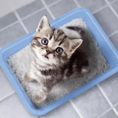 Exploring the Benefits of Freeze-Dried Treats for Your Beloved Pets and Their Health