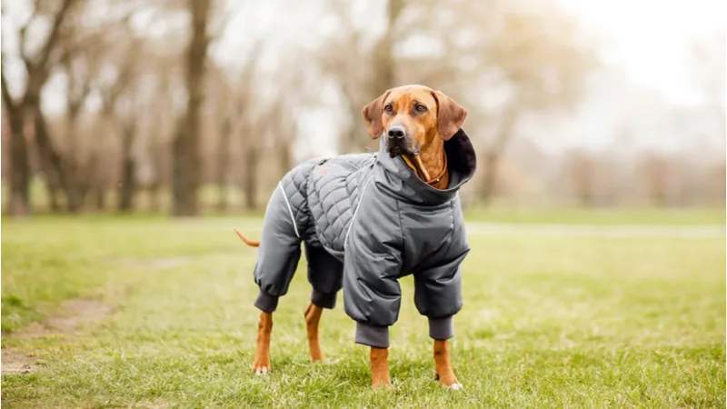 wholesale extra large dog clothes