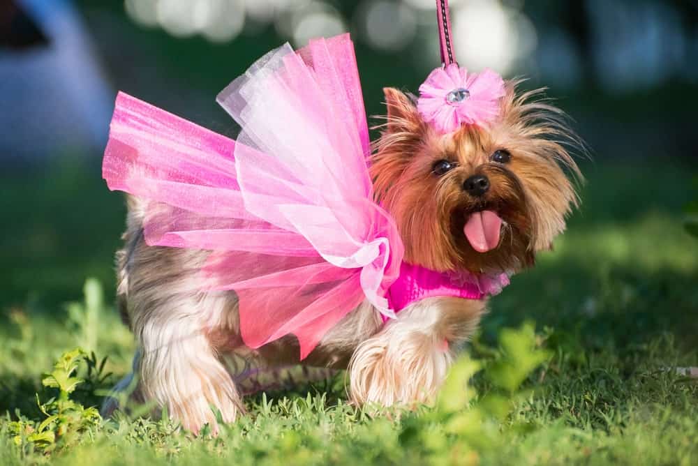 Eco-Friendly Pet Treats Manufacturer Committed to Quality and Sustainability