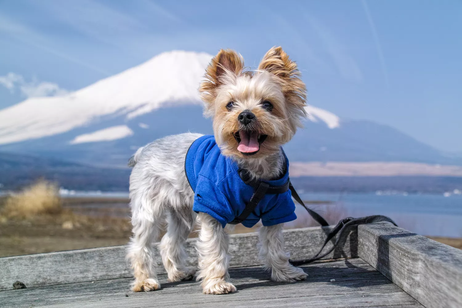 Exploring the Best Travel-Friendly Cat Litter Options for Pet Owners on the Go