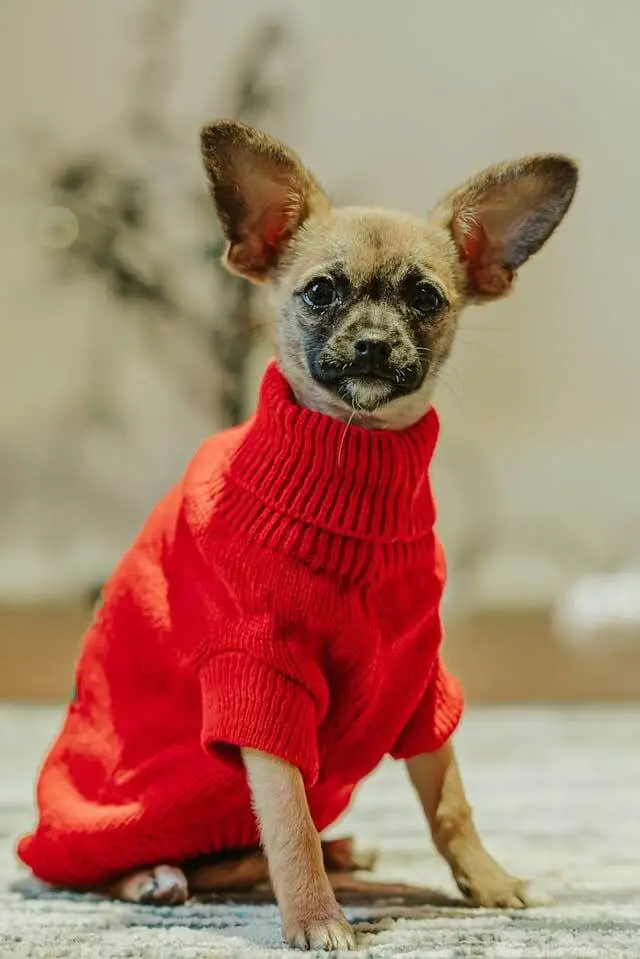 Trendy Wholesale Dog Apparel for Stylish Pets at Great Prices