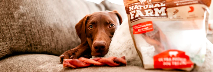 Top Wholesale Cat Litter Brands Made from Bentonite Clay for Pet Owners