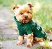 Unique Personalized Dog Clothing for Every Occasion and Style