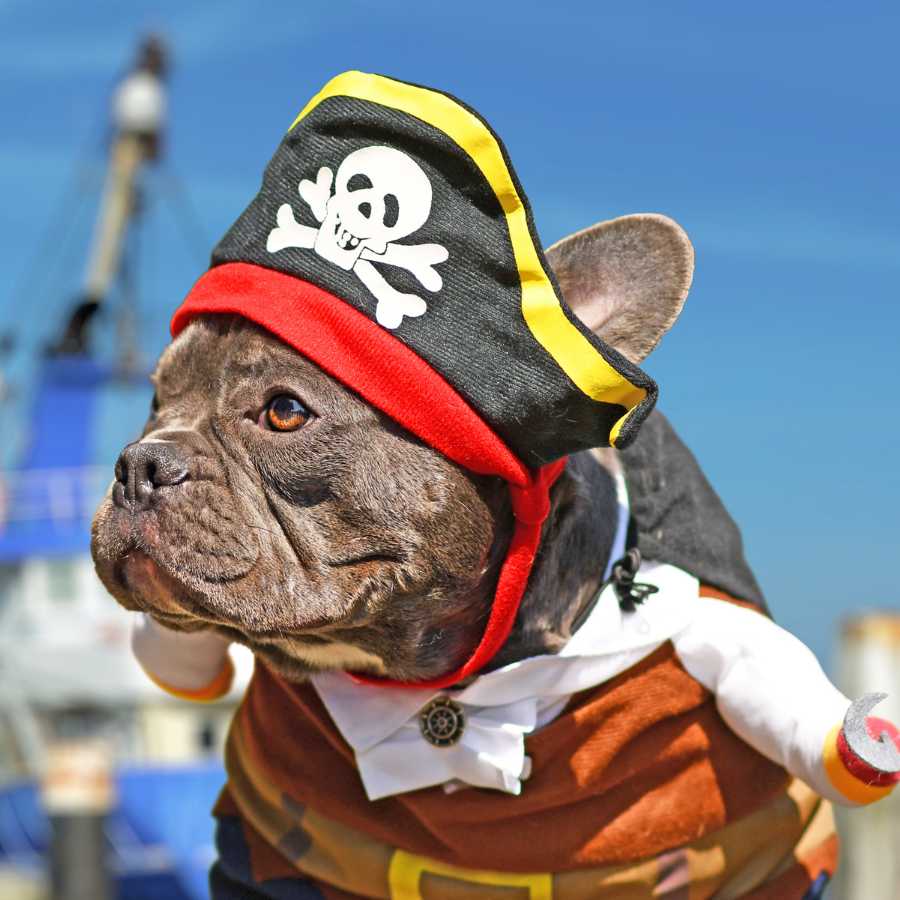 dog clothes xxs suppliers