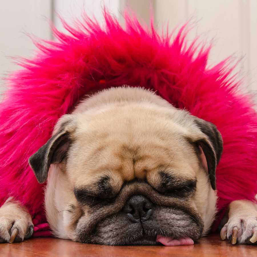 Wholesale Apparel for Small Dogs and Puppies