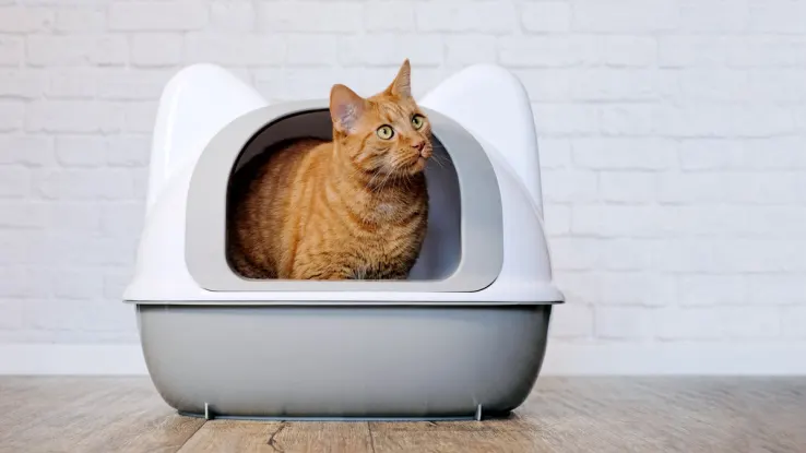 custom alternate cat litter