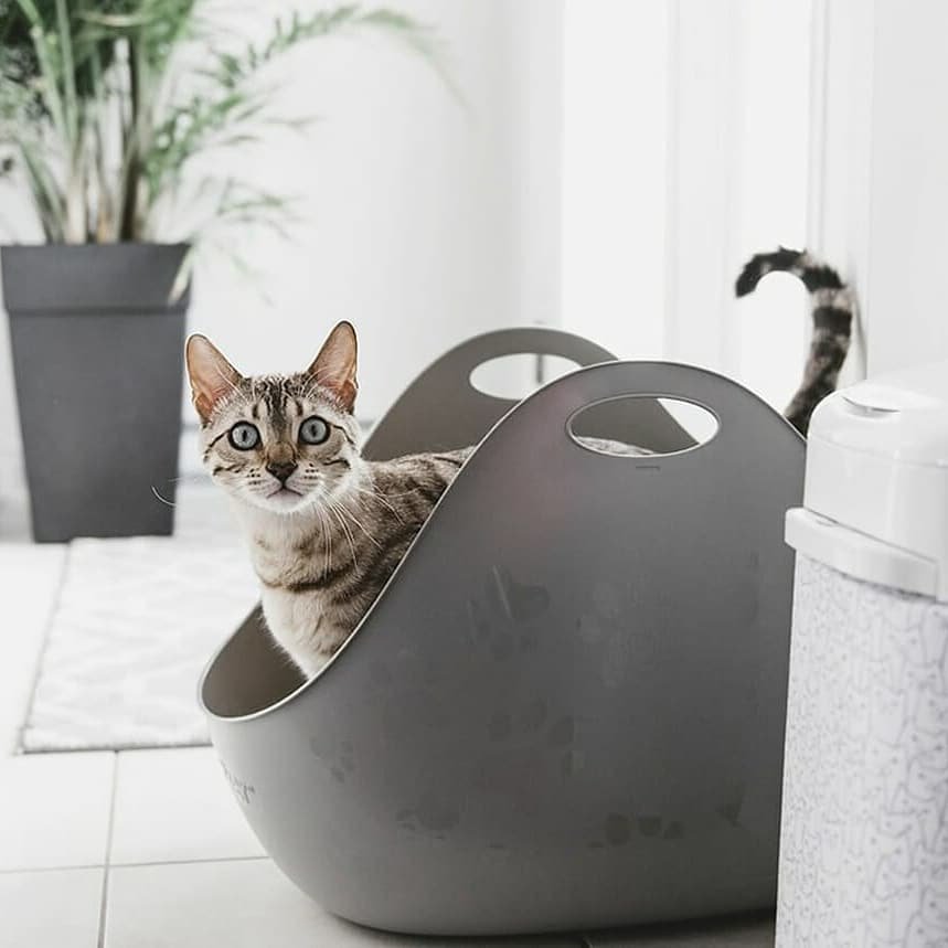 white bentonite cat litter manufacturer