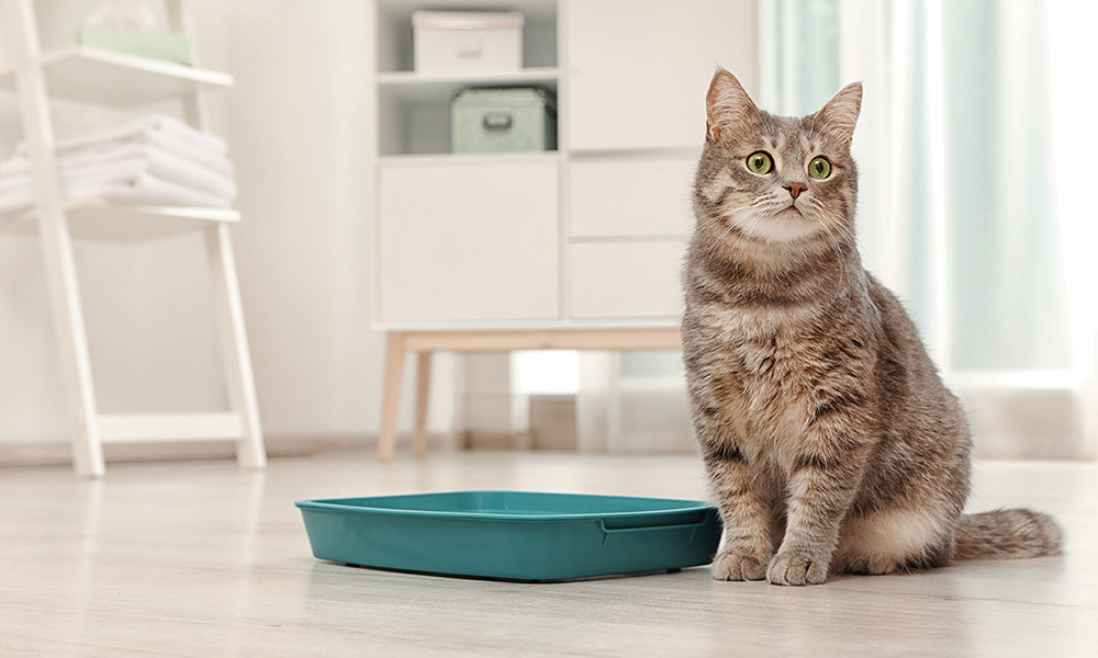 china premium tofu cat litter