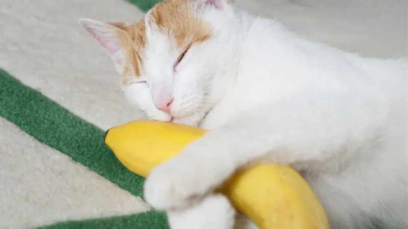 China's Innovative Clumping Cat Litter Revolutionizing Pet Care Solutions