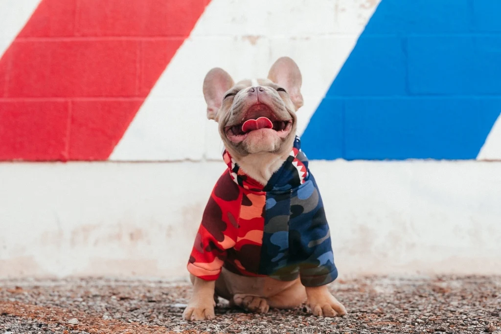 Stylish ODM Apparel Designed Specifically for Small Dogs