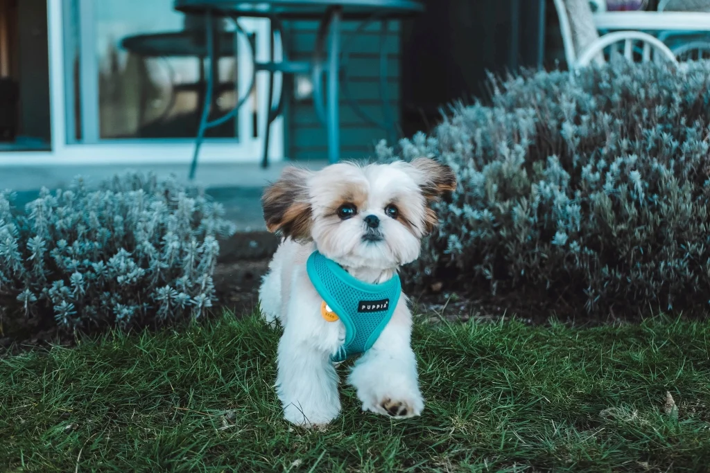 Stylish Apparel for Male Dogs in China for Every Occasion Stylish Apparel for Male Dogs in China for Every Occasion