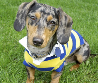 ODM Apparel Solutions for Big Dogs Tailored to Style and Comfort