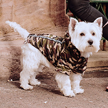 China's Activated Charcoal Cat Litter Offers Superior Odor Control and Absorption