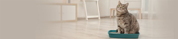 Exploring Alternatives to Traditional Cat Litter for Your Feline Friend