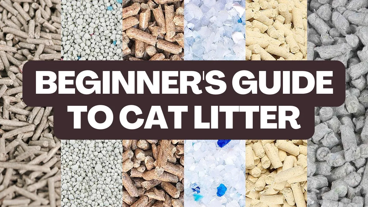 Alternative Cat Litter Production Facility Innovative Solutions for Eco-Friendly Pet Care