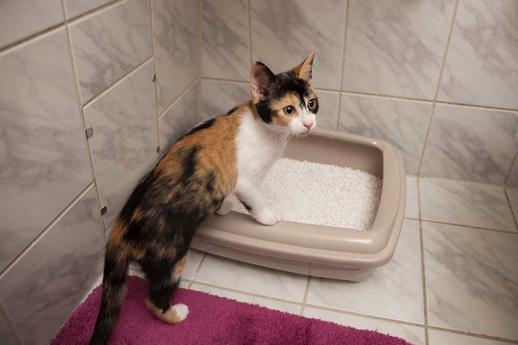 Affordable Tofu Cat Litter Pricing for Pet Owners Looking for Natural Solutions