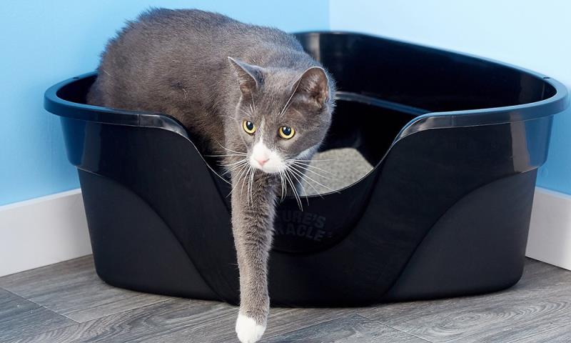 Odor Control Clumping Cat Litter for Easy Cleanup and Fresh Smell