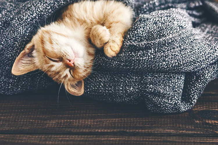 Trendy and Affordable Dog Apparel for Stylish Pets