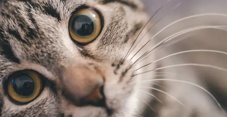 oem tidy care cat litter