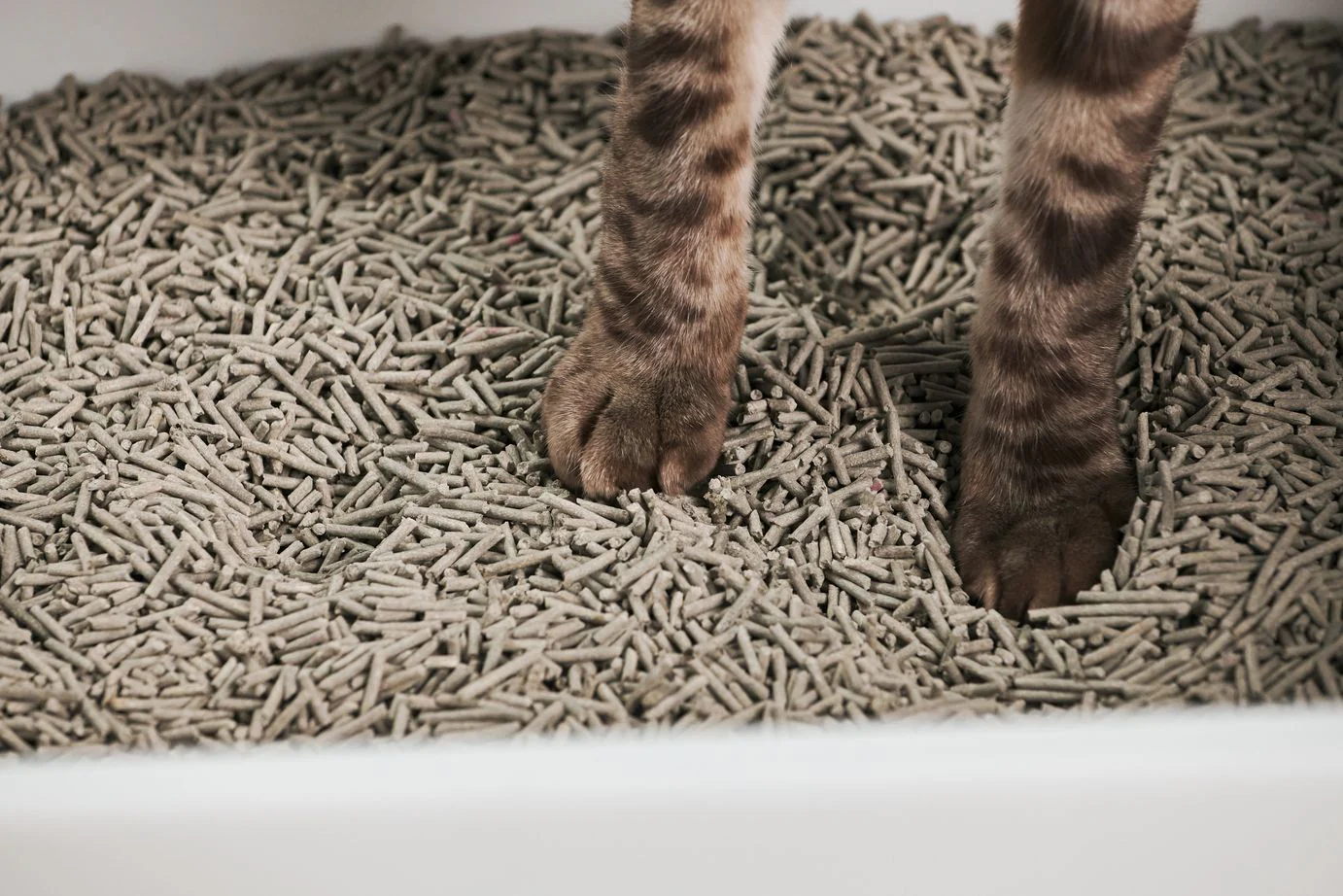 china clump cat litter