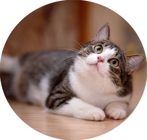 Quality Pet Treats for Your Furry Friends to Enjoy Every Day