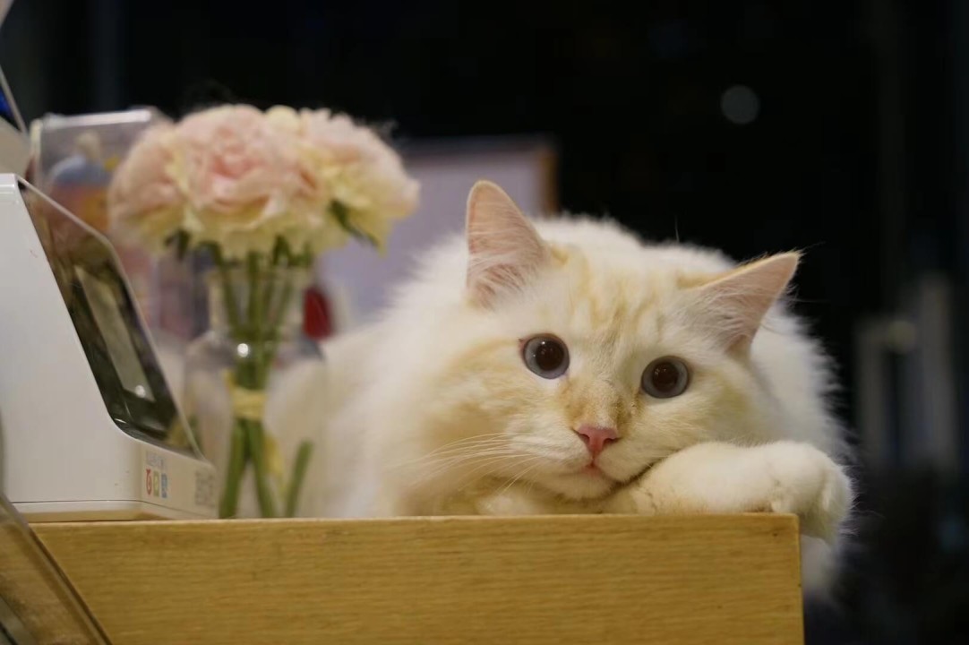 alternative cat litter sand manufacturer alternative cat litter sand manufacturer